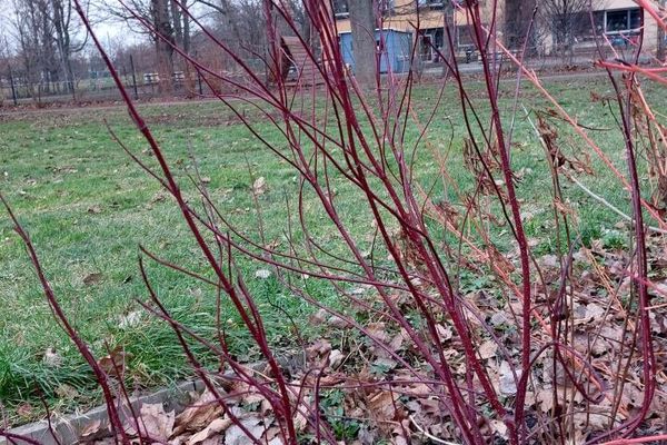 Red-osier dogwood