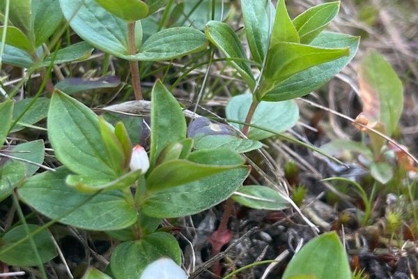 Dwarf cornel
