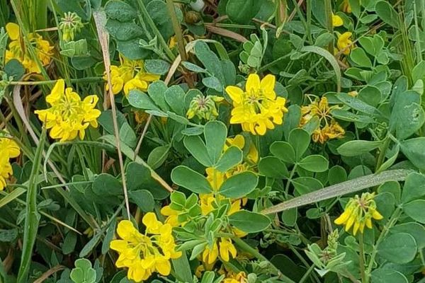 Scorpion-vetch