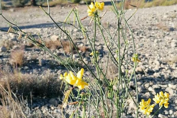 Coronilla juncea