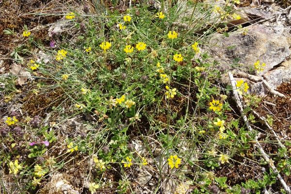 Coronilla minima