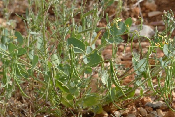 Annual scorpion-vetch