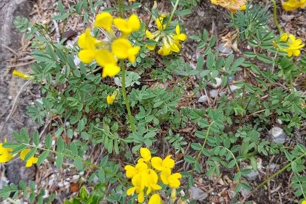 Small scorpion-vetch
