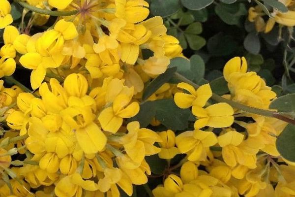Shrubby scorpion-vetch