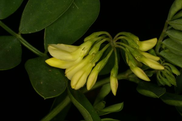 Coronilla varia