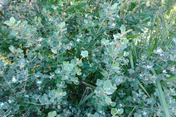 White correa