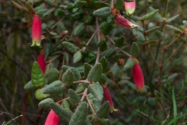 Common correa