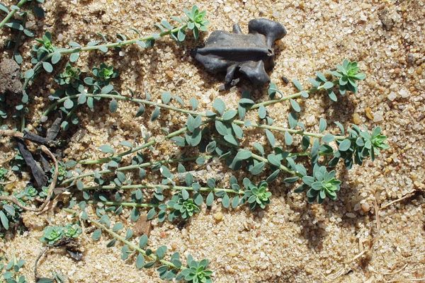 Strapwort