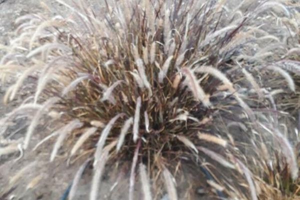 Purple pampas grass
