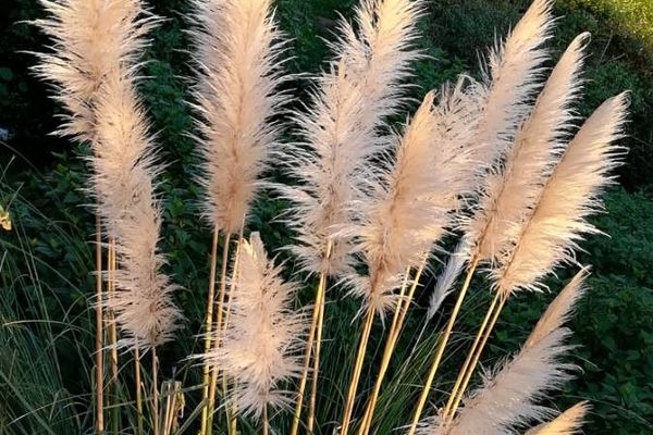 Pampas-grass