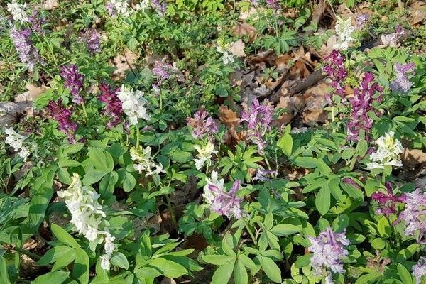 Hollowroot