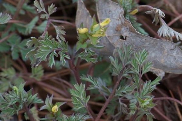 Yellow harlequin