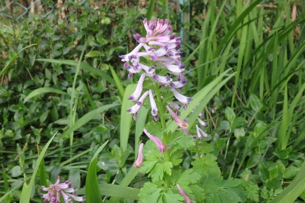 Incised fumewort