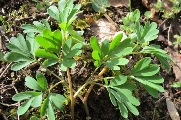 Corydalis intermedia
