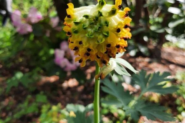 Siberian corydalis
