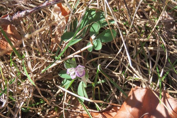Corydalis pumila