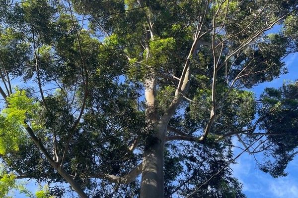 Lemonscented gum