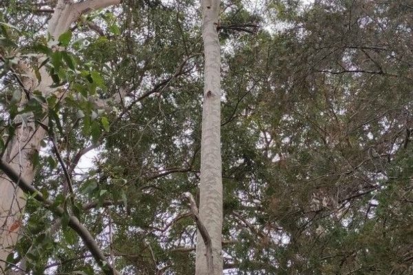 Spotted gum