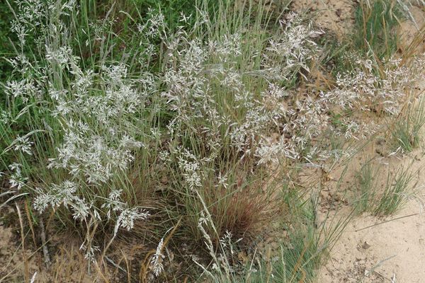 Gray clubawn grass