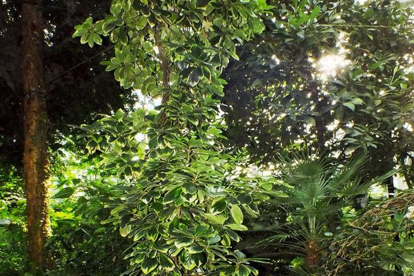 New zealand laurel