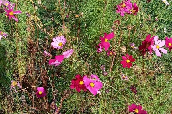 Garden cosmos