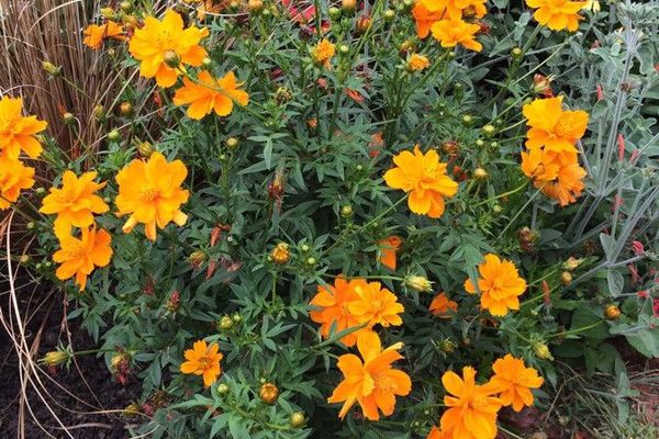 Orange cosmos