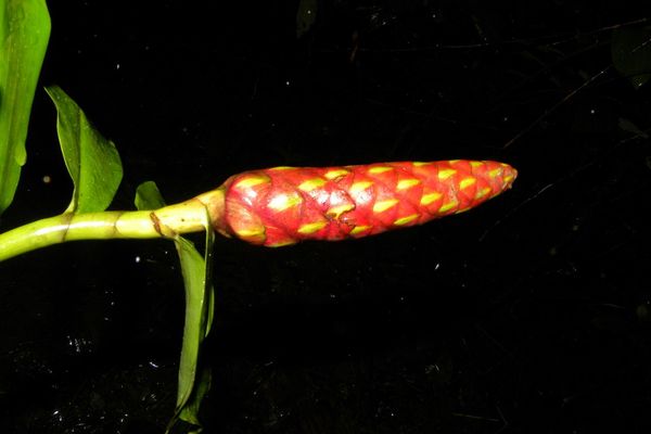 Congo cane