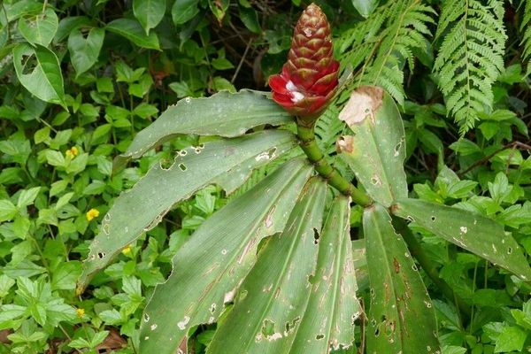 Costus spiralis