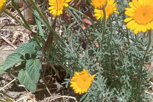 Golden chamomile