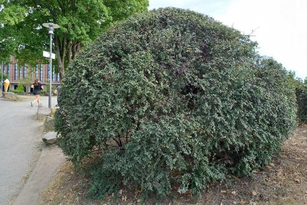 Peking cotoneaster