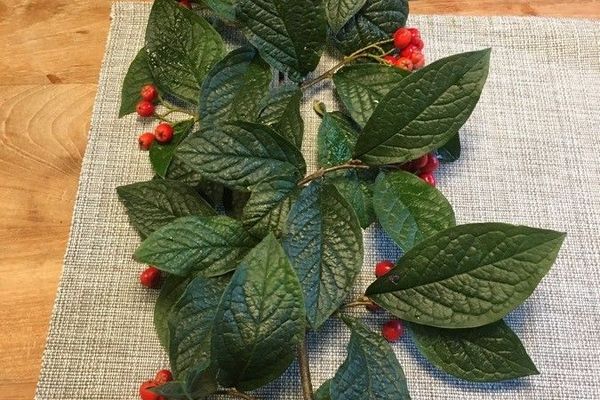 Hollyberry cotoneaster