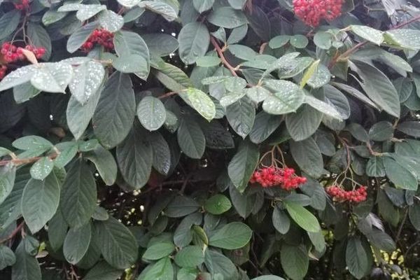 Late cotoneaster