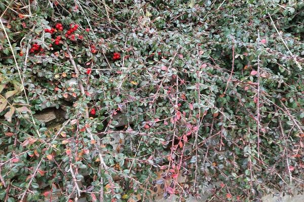 Bearberry cotoneaster