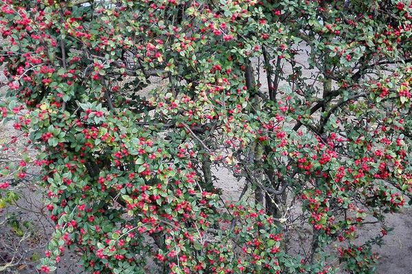 Diels' cotoneaster