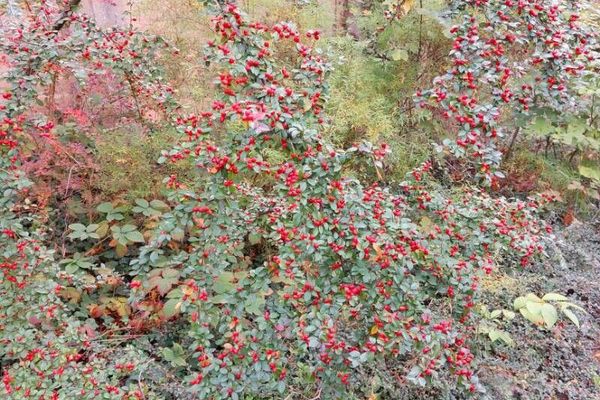 Divaricate cotoneaster