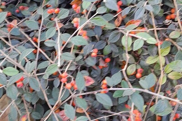 Franchet's cotoneaster