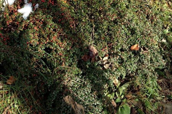 Rock cotoneaster