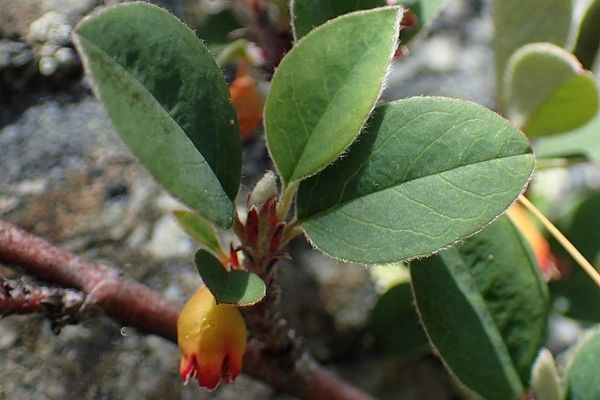 Cotoneaster