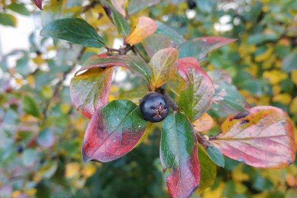 Shiny cotoneaster