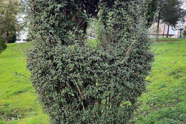 Silverleaf cotoneaster