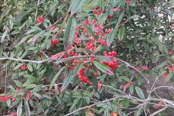 Willow-leaf cotoneaster