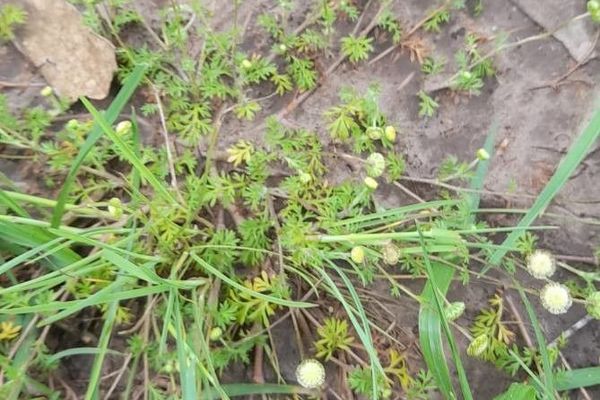 Annual buttonweed