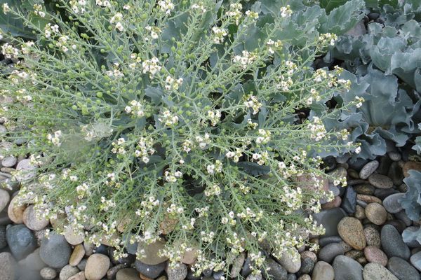 Sea-kale
