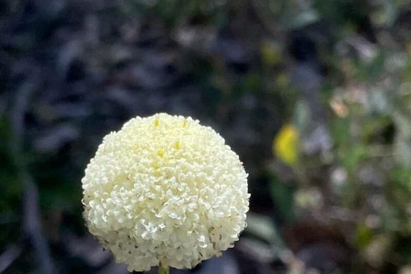 Craspedia variabilis