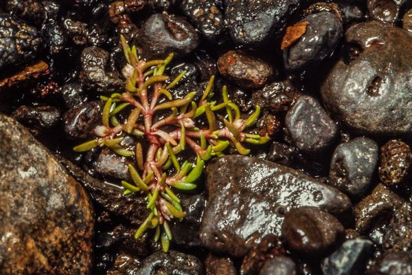 Water pygmyweed