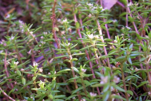 New zealand pigmyweed