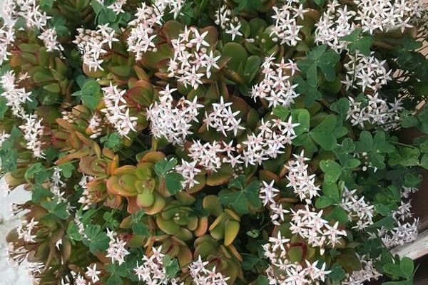 Cape province pygmyweed