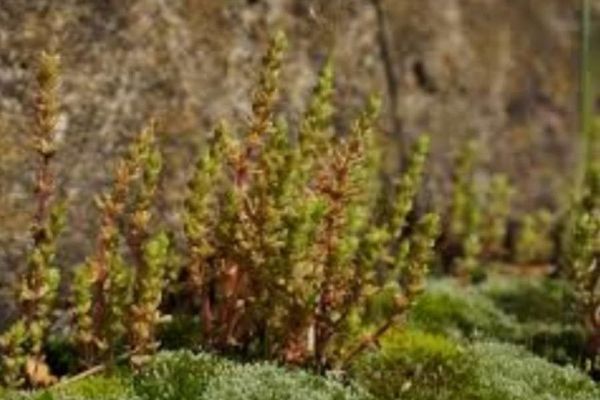 Siberian pygmyweed