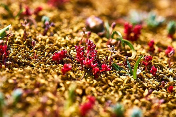 Mossy-stonecrop