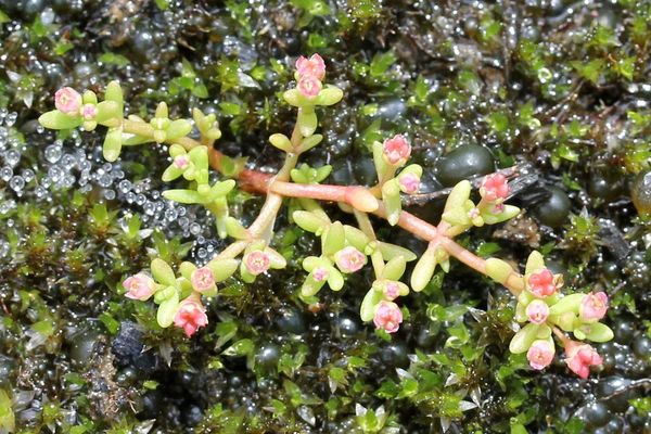 Southern water-stonecrop